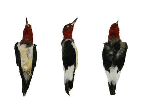 Red-headed Woodpecker
